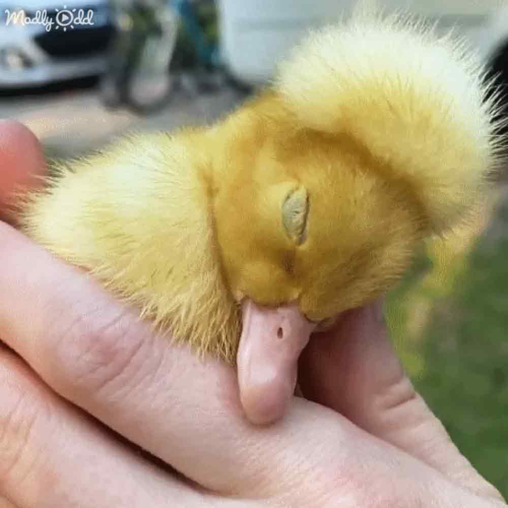 A baby domestic duckling with bright yellow down feathers, held by an adult female in a light pink sleeveless top outdoors during spring or summer.