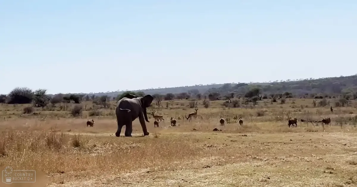 Adult elephant and antelopes in a dry savanna landscape with sparse vegetation under bright midday light.