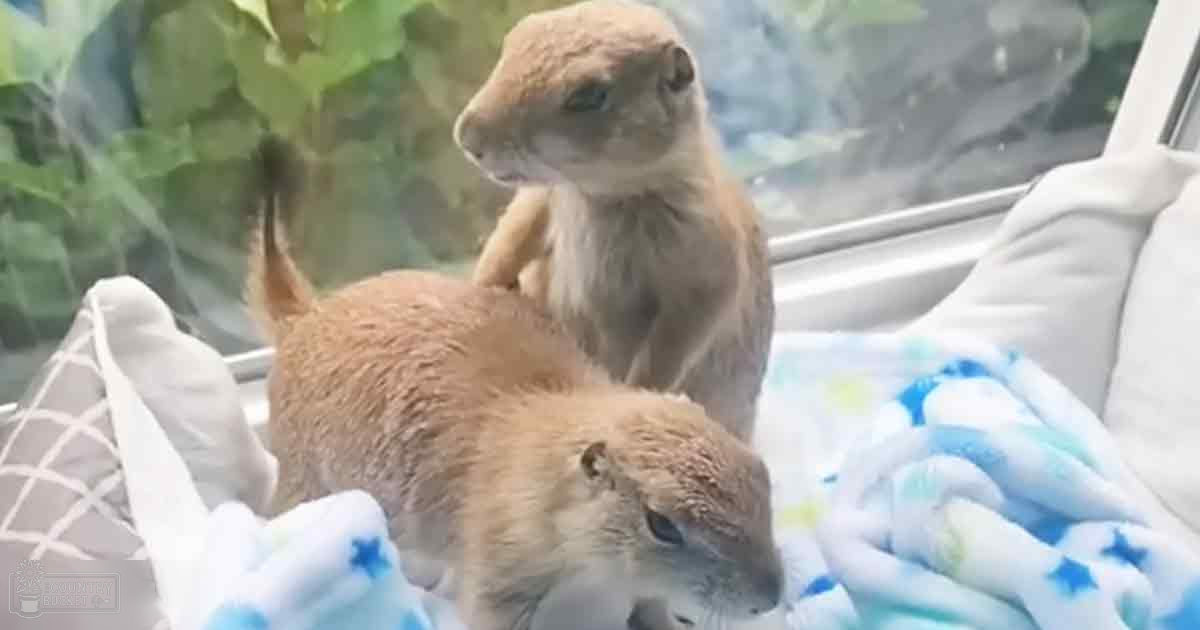 Two adult prairie dogs sitting on a blanket inside what appears to be a vehicle with a blurred green background and natural daylight streaming in.
