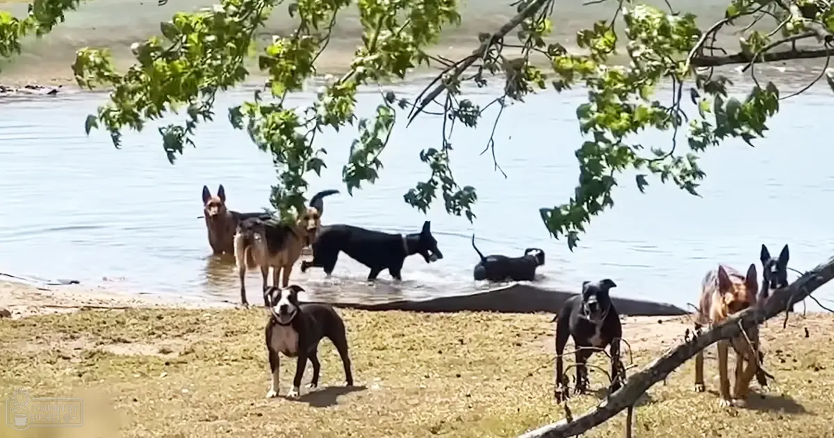 Several German Shepherds and mixed-breed dogs at a lakeside location with greenery in spring or summer during daytime.