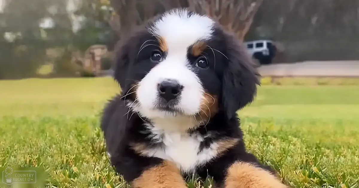 A young Bernese Mountain Dog with black, white, and brown fur stands outdoors on a grassy area with trees in the background. The scene is lit by natural daylight during the daytime.