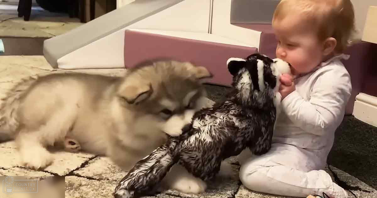 An infant in a white onesie interacts with two husky-like puppies on an indoor carpeted floor, surrounded by soft lighting and pink furniture.