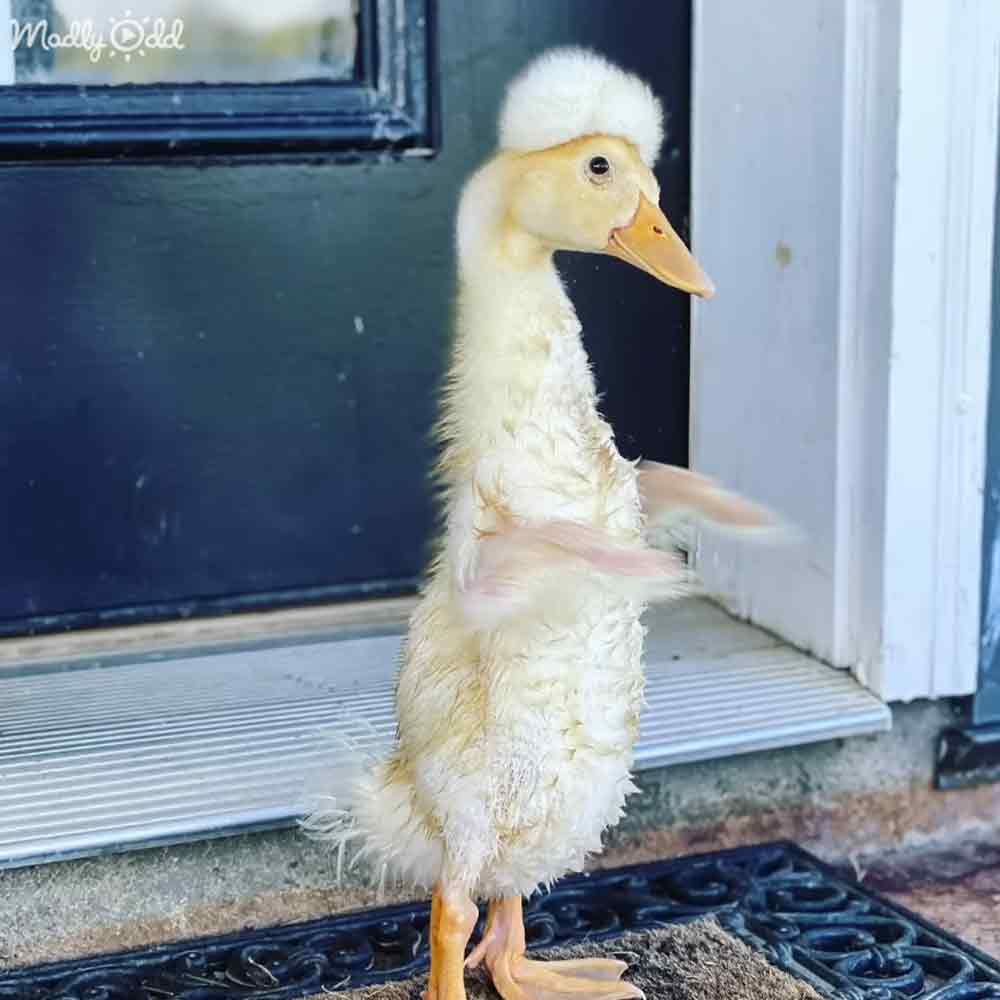 A young duckling with white feathers and an orange beak stands near a glass-paneled door, surrounded by natural outdoor light.