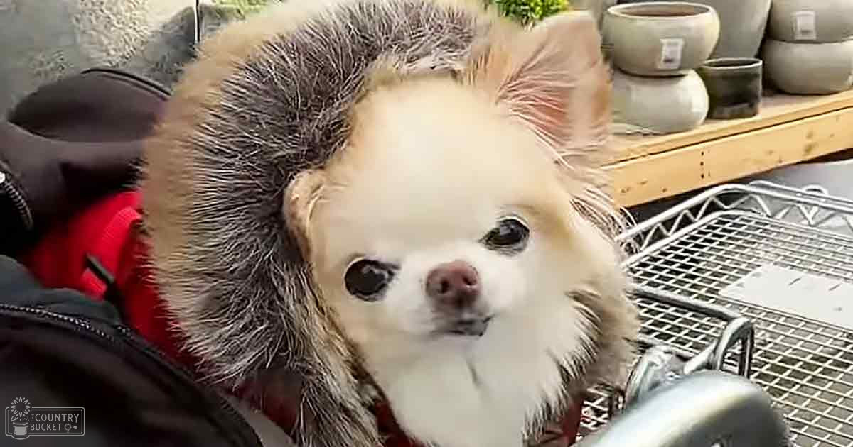 A small white dog with a fluffy coat and darker markings around its head and ears, wearing a hooded garment outdoors in an urban setting with ceramic pots and a shopping cart visible.