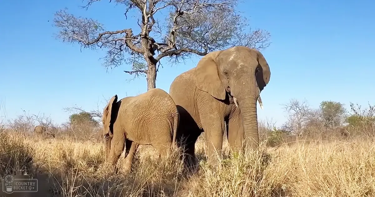 Two elephants in a savanna setting with dry grass and scattered trees under a clear blue sky, likely summer or early spring, daytime light.
