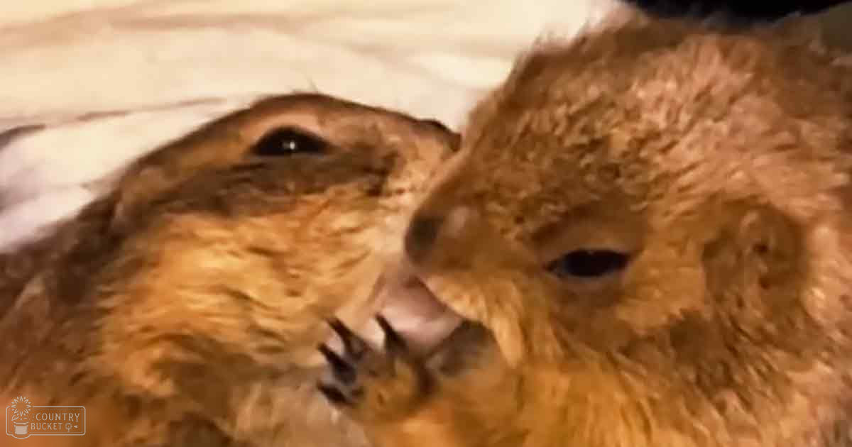Two prairie dogs in a close-up setting with natural outdoor lighting and brown, beige, and white colors dominating.