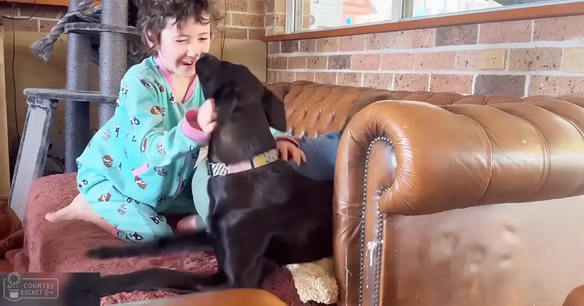 A Great Dane in a living room with a child wearing light blue pajamas, brown leather sofa, black dog, and beige brick wall. Daylight streaming through the window.