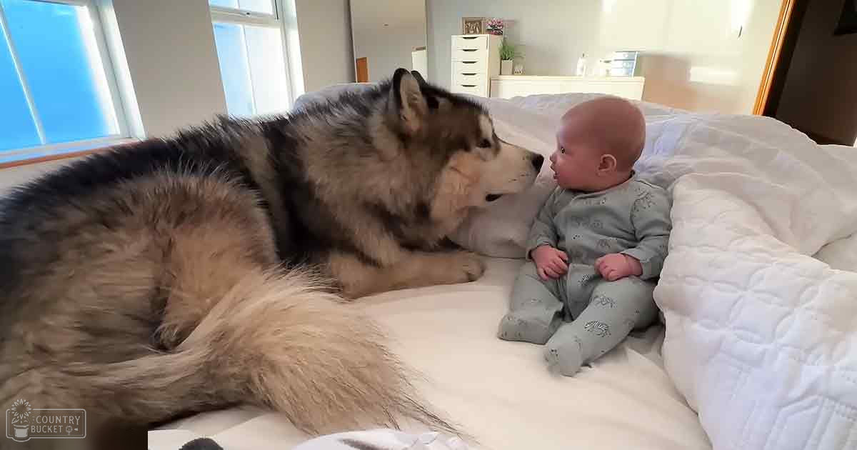 A baby in a light green onesie interacts with an adult husky dog on a bed inside a well-lit bedroom, surrounded by furniture and small plants.