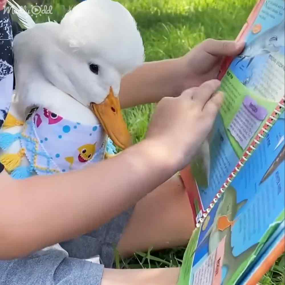 A child in a colorful, cartoon-themed onesie reads to a fluffy domestic duckling amidst lush green grass under natural daylight.