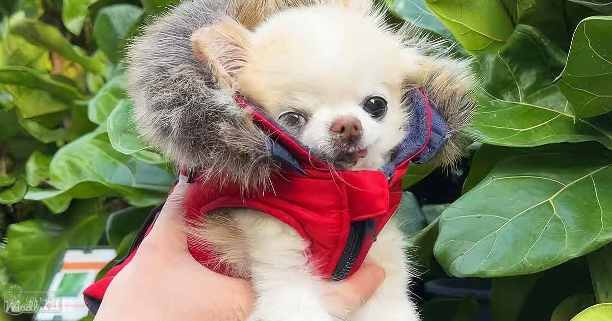 A small Chihuahua puppy with white and brown patches being held outdoors in a lush green garden setting under natural daylight.