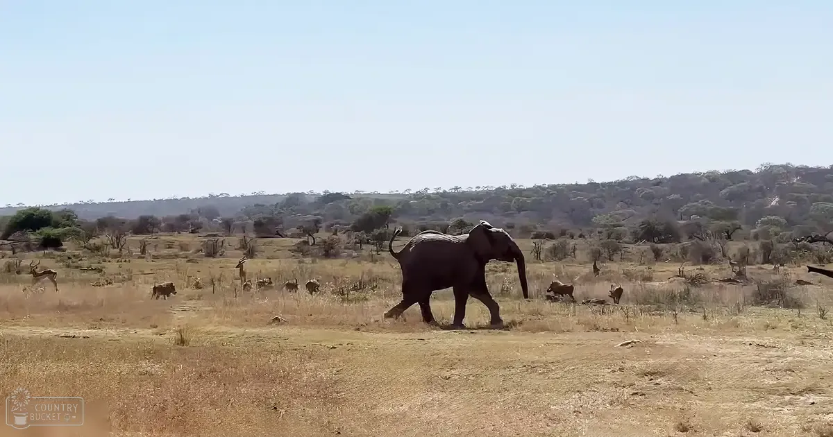 An adult elephant and antelopes amidst dry savanna landscape with sparse trees and rolling hills under bright daylight.