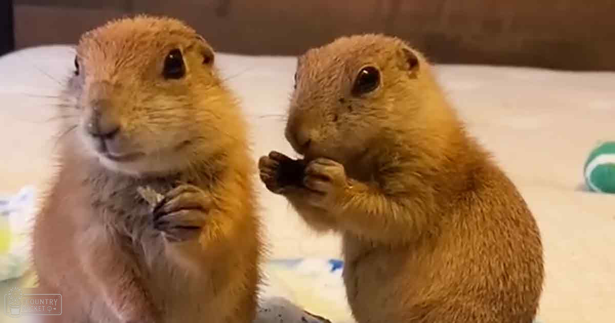 Two adult prairie dogs with light brown fur in an indoor bedroom setting, surrounded by white bedding material and a partially visible green object.