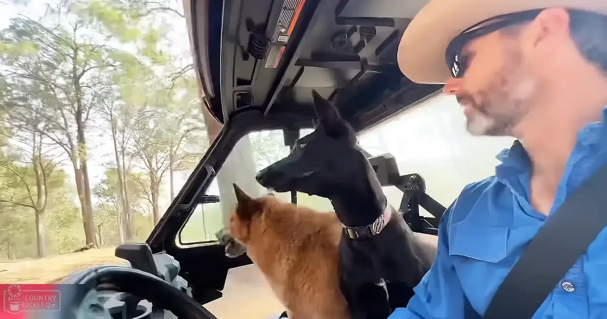 A man driving a four-door pickup truck or SUV with two animals, likely a dog and cat, on a road surrounded by trees under natural daylight.