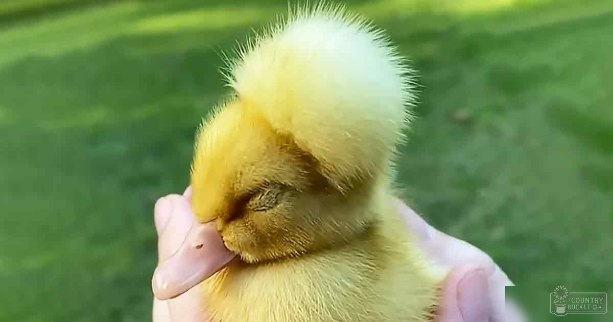 A baby duckling with fluffy yellow feathers being held outdoors on a sunny day, surrounded by green grass.