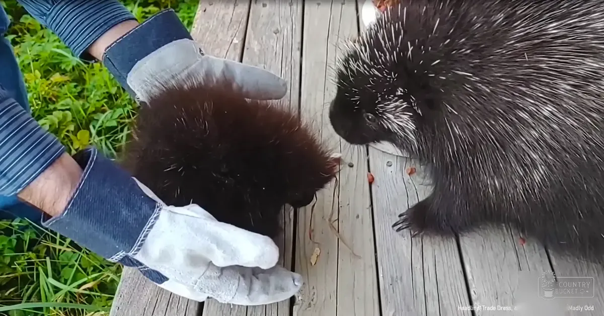A common porcupine interacts with an adult male in blue jeans and white gloves on a wooden deck during daytime, surrounded by green grassy surroundings.