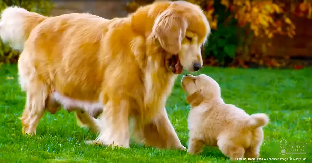 A golden retriever adult and its puppy in an outdoor grassy area with trees showing autumn foliage, soft daylight suggesting late afternoon.