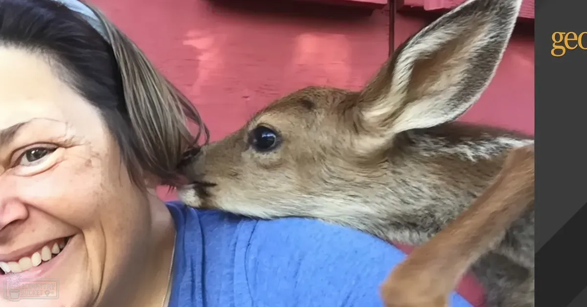 A middle-aged woman interacts with a juvenile deer in a barn setting under natural daylight, wearing a blue t-shirt.