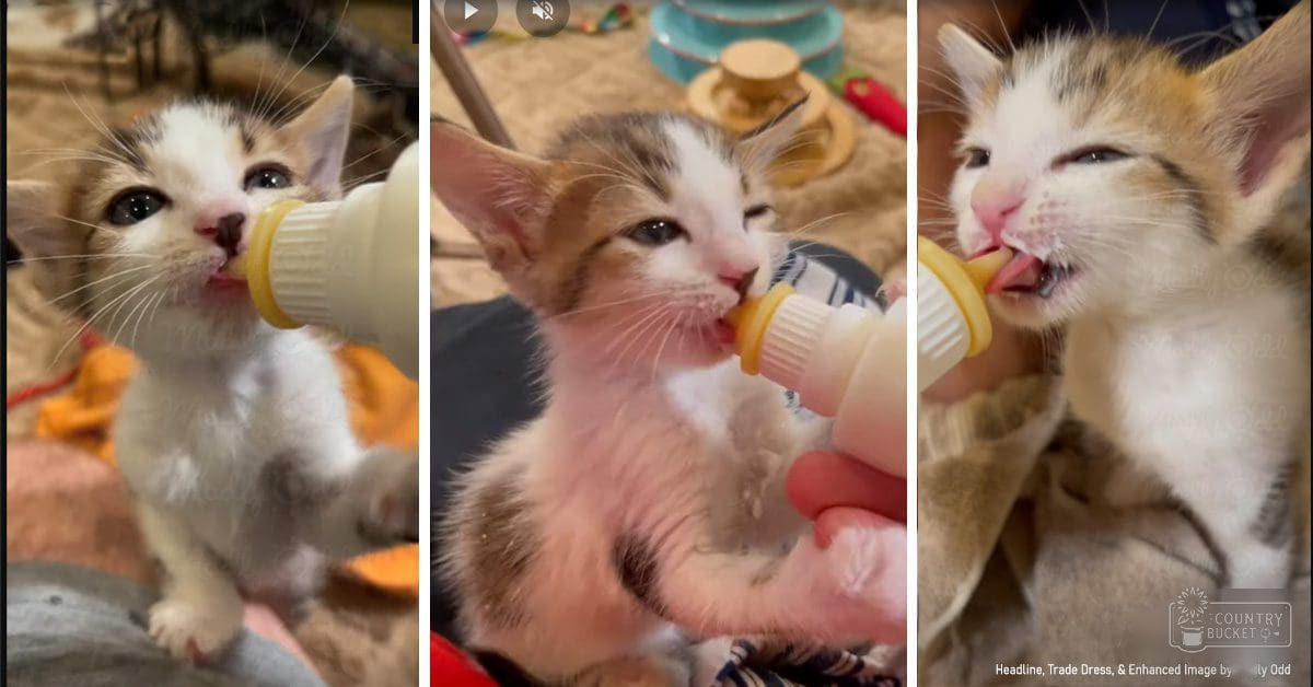 A young calico kitten with distinct patches of white, orange, and black being bottle-fed indoors. Household items such as a blue bowl and pet bedding are visible in the background.