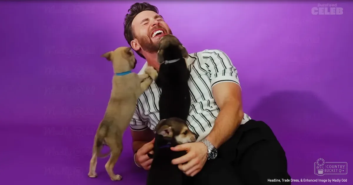 Adult male in a white and black striped shirt interacting with Chihuahua puppies on a purple backdrop.