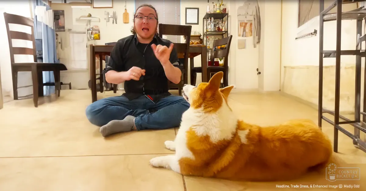 An adult male interacting with a Pembroke Welsh Corgi in an indoor home setting with natural light and various furniture.