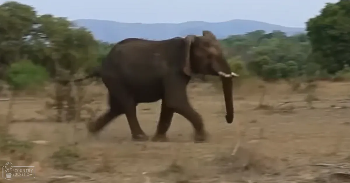 An African elephant in a savanna with trees and distant hills under bright midday sunlight