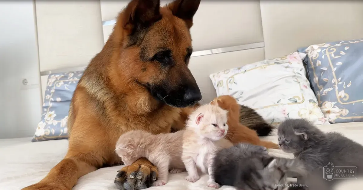 A German Shepherd dog and four kittens rest in a cozy bedroom with floral-patterned pillows, soft even lighting suggesting daytime.