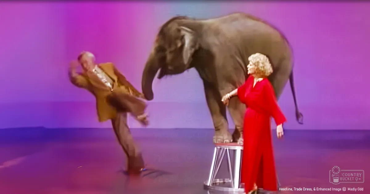 Circus performance with an older adult male in a brown suit, an older adult female in a red dress directing an Asian elephant on stage.