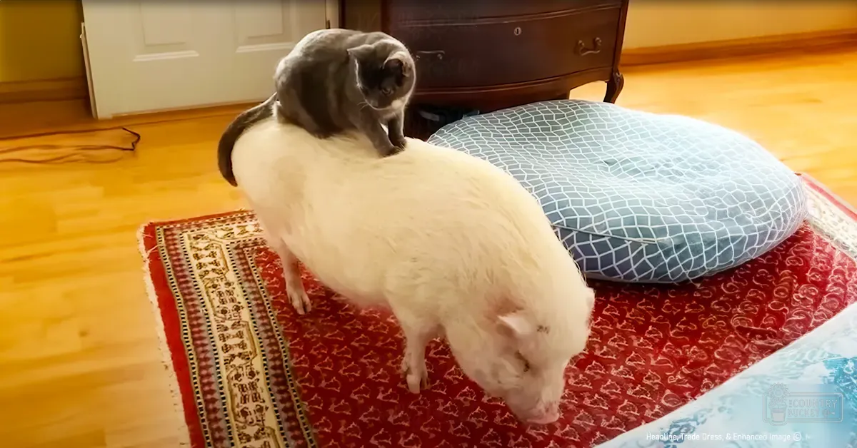 A white pig with brown markings sits indoors near a gray cat, surrounded by wood furniture and red-patterned rug under warm natural light.