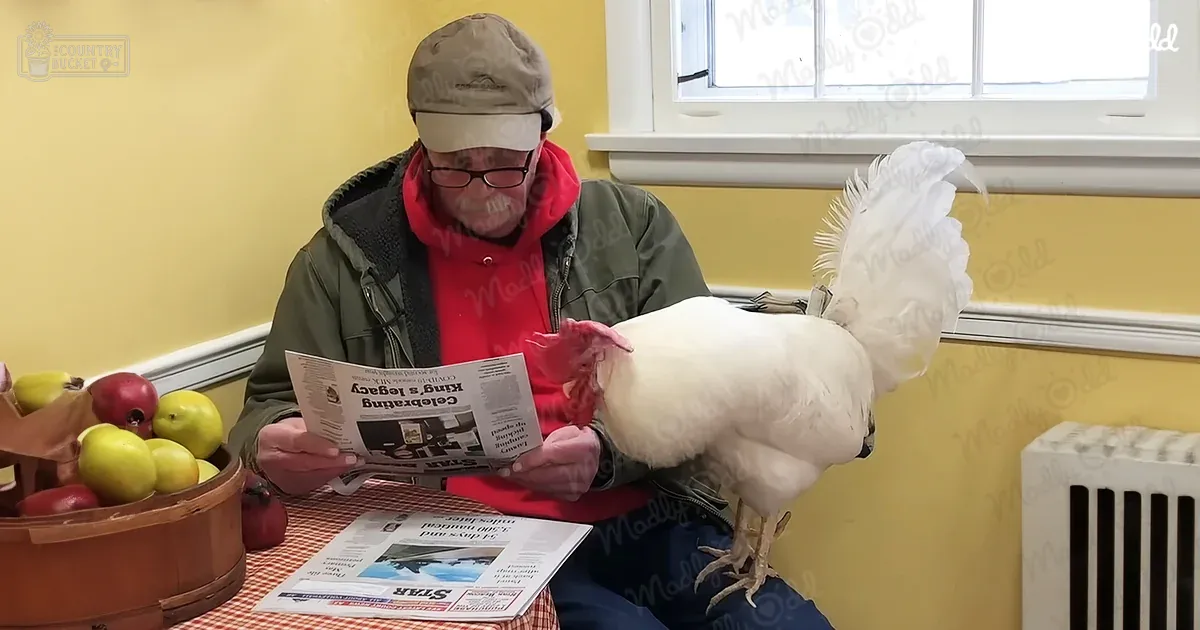 An older adult male reads a newspaper in a home setting with a white chicken nearby. The scene includes apples, newspapers, and indoor elements like a radiator.