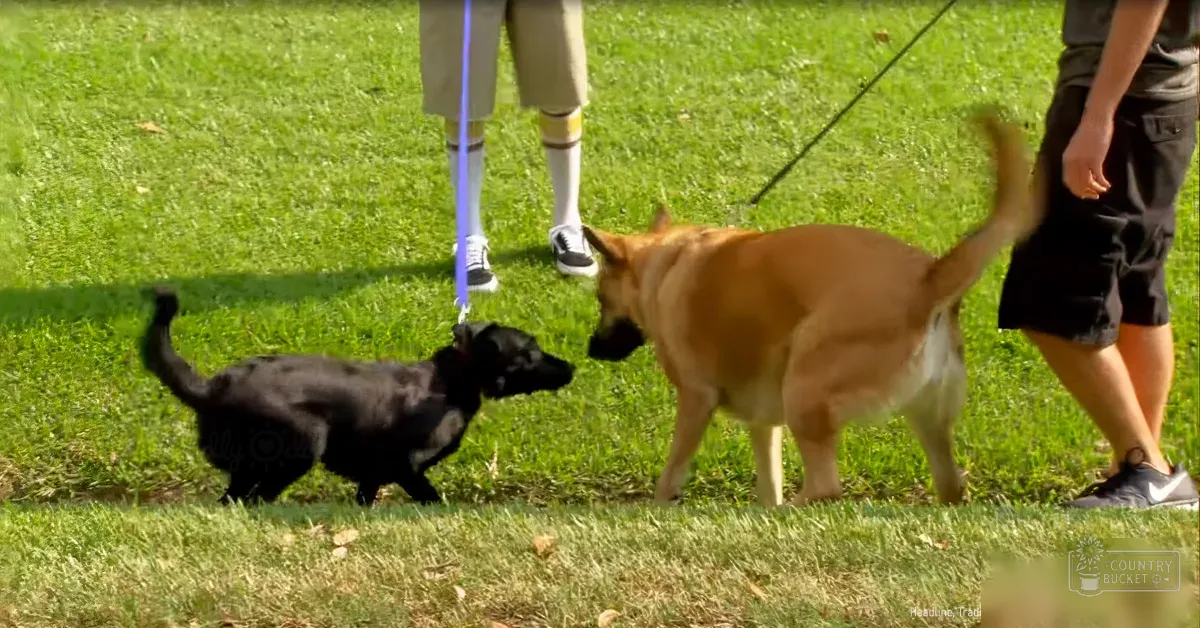 Two adult male dogs, possibly Belgian Malinois and German Shepherd breeds, interacting in a grassy park setting with greenery and open space; one dog wears khaki shorts with yellow stripes and white socks.
