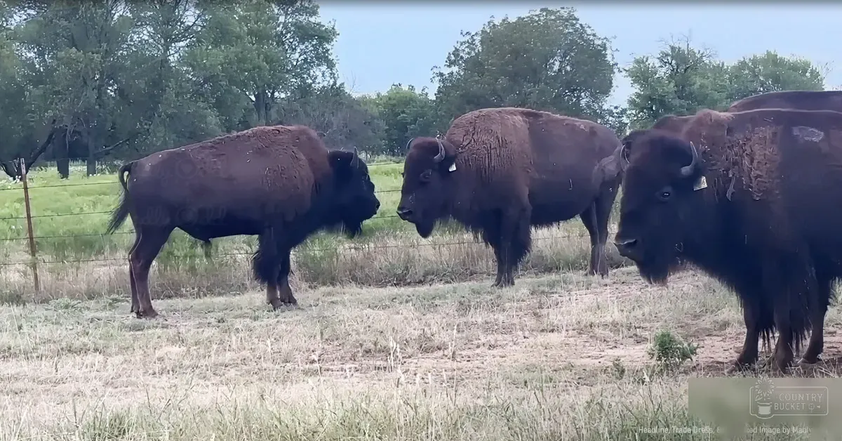 Three adult American bison with dark brown fur and prominent horns stand in a vibrant open field bordered by a wire fence and surrounded by green trees, suggesting spring or summer conditions.