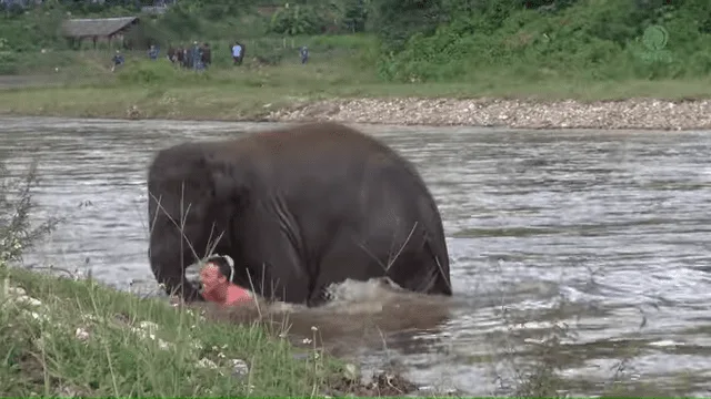 An elephant stands in shallow water near a riverbank, with a person partially submerged in the foreground.