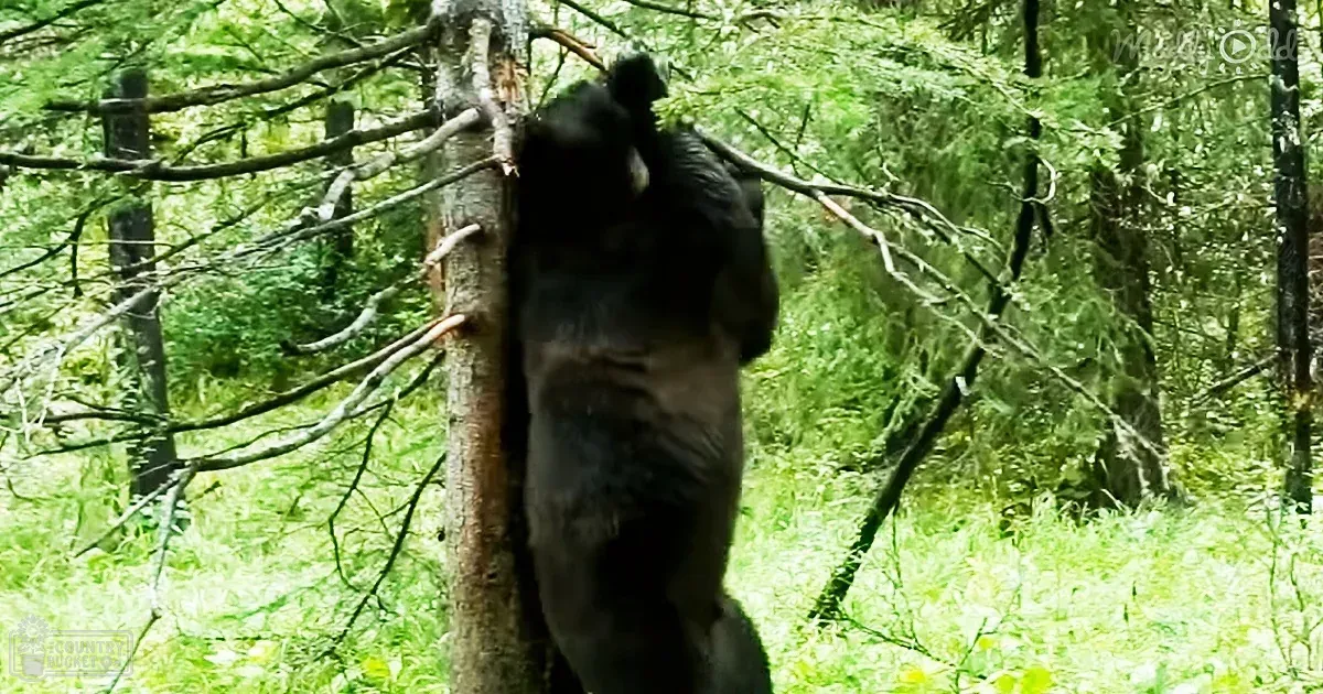 Awesome grizzly bears are out in the wild dancing to ‘Jungle Boogie’