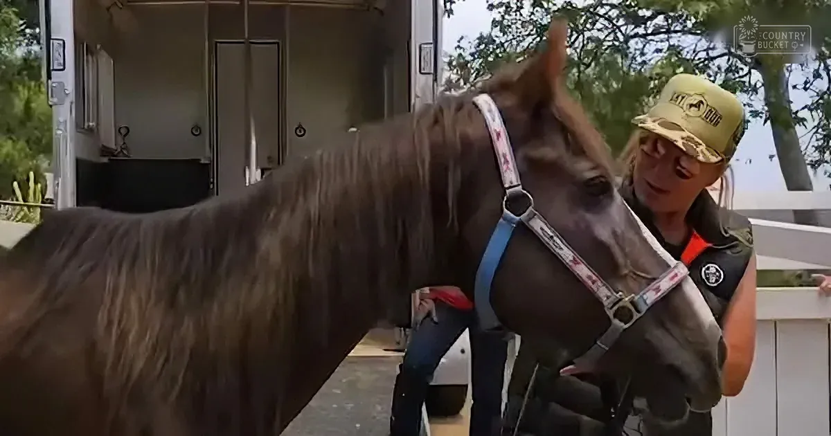 A brown horse with a blue halter is being led by a person wearing a yellow cap and black vest.