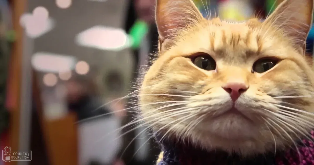 Homeless Man Decided to Help Stray Cat. but He Never Knew What the Cat Would Do for Him!