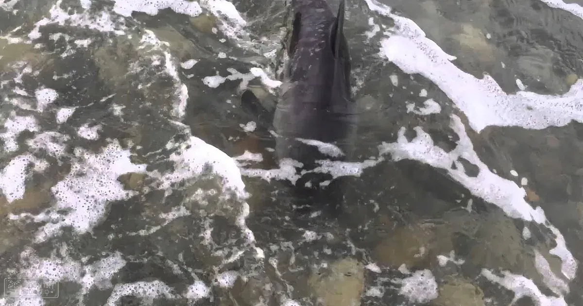 This Girl Grabs the Attention of One Dolphin. but What Follows Is Truly Heart-Warming