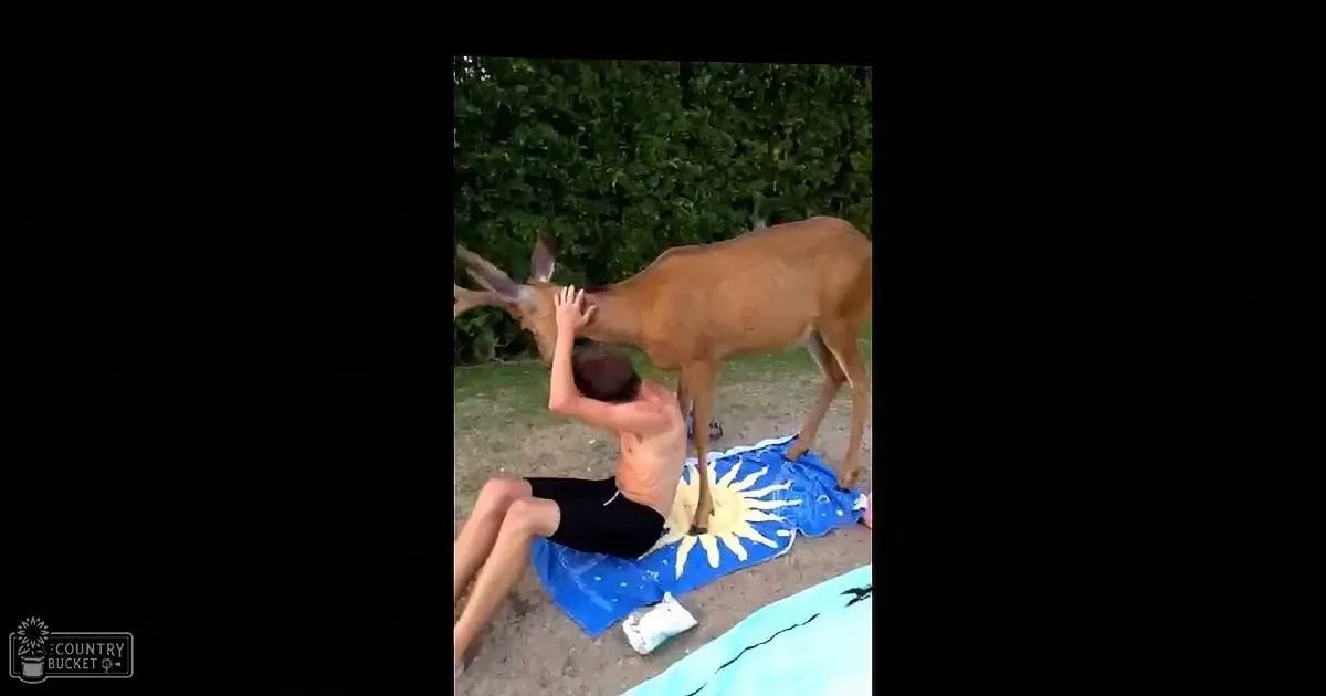 He Sat Down on His Towel to Relax, When a Deer Came up to Him