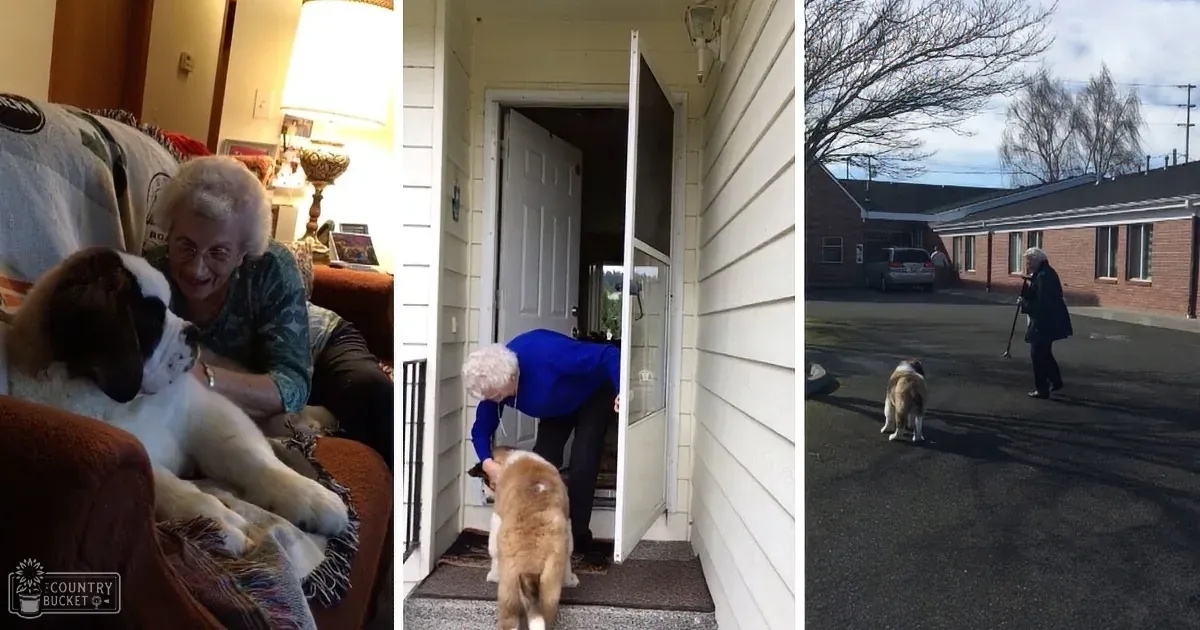 Dog's Delightful Birthday PiñAta Party Steals the Show