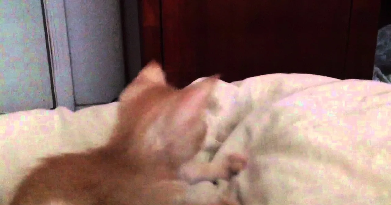 This Simple but Amazing Trick Is the Quickest and Easiest Way to Remove Dog Hair From Your Car