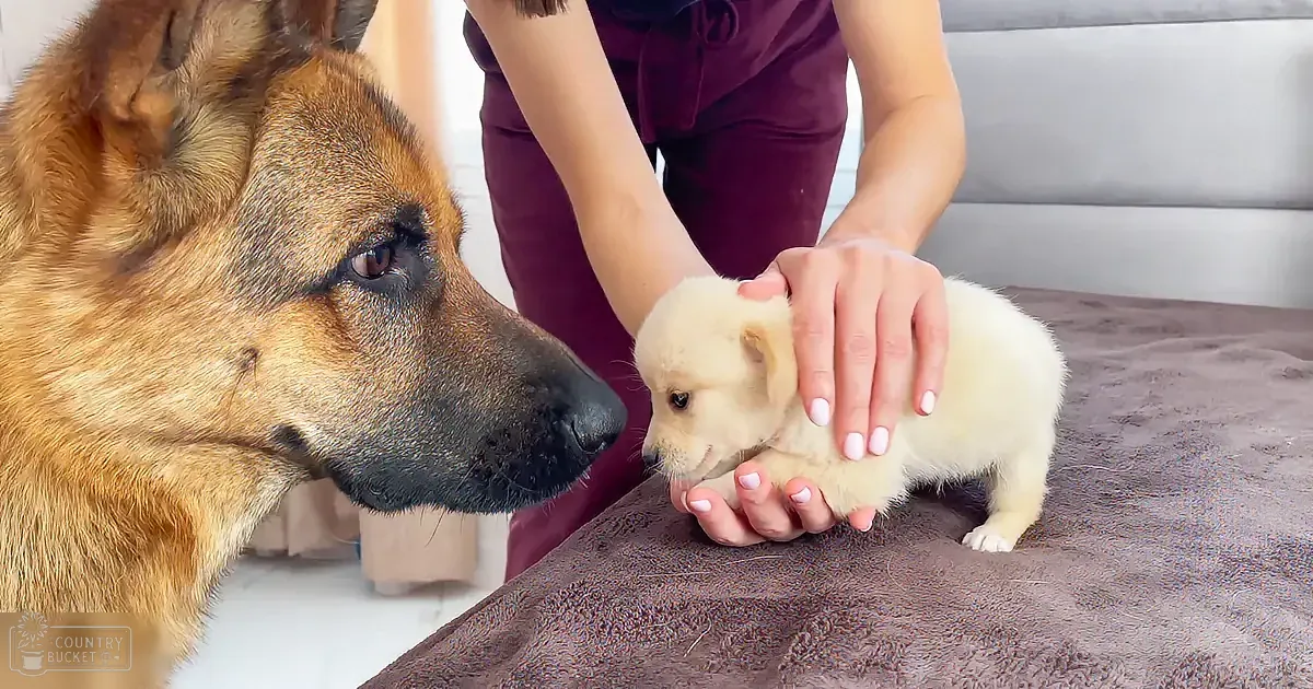 A German Shepherd dog observes a person gently holding a small, light-colored puppy on a brown surface.