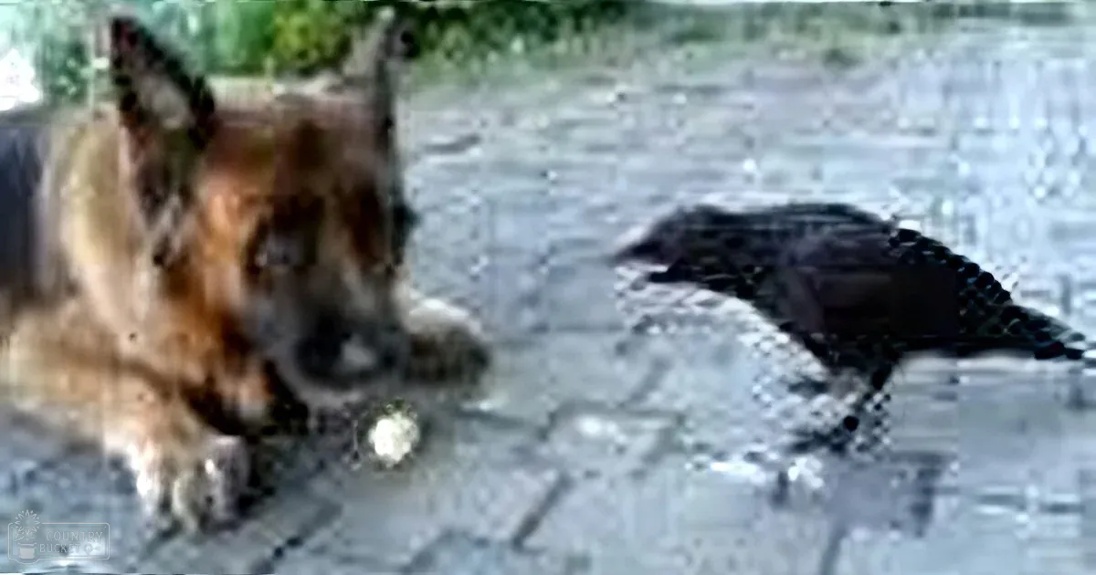 A Crow Approached That Dog. How the Dog Responded? OMG... I Can't Believe It!