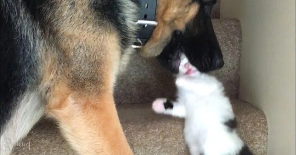 A German Shepherd dog interacting with a kitten indoors.