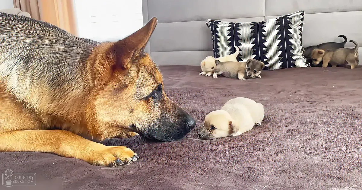 A German Shepherd lies on a bed, gazing at a small, light-colored puppy, with other puppies in the background.