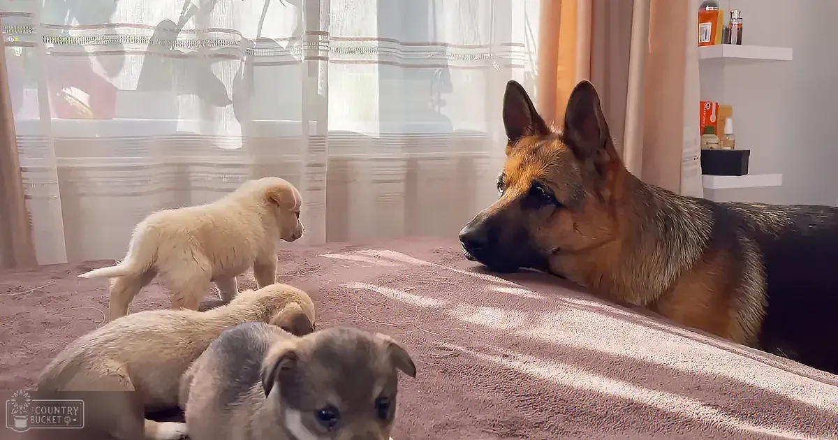 A German Shepherd lies on a bed, observing two puppies, one white and one gray, in a cozy room with sunlight streaming...