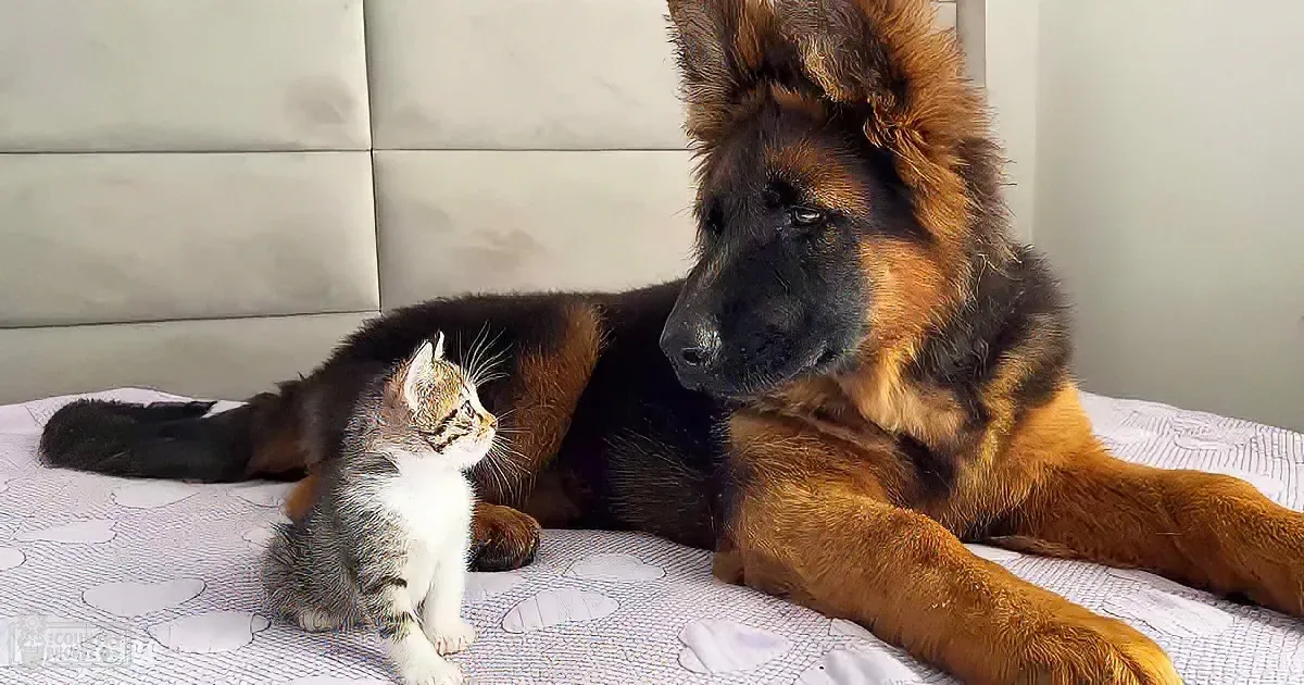 German Shepherd puppy and kittens