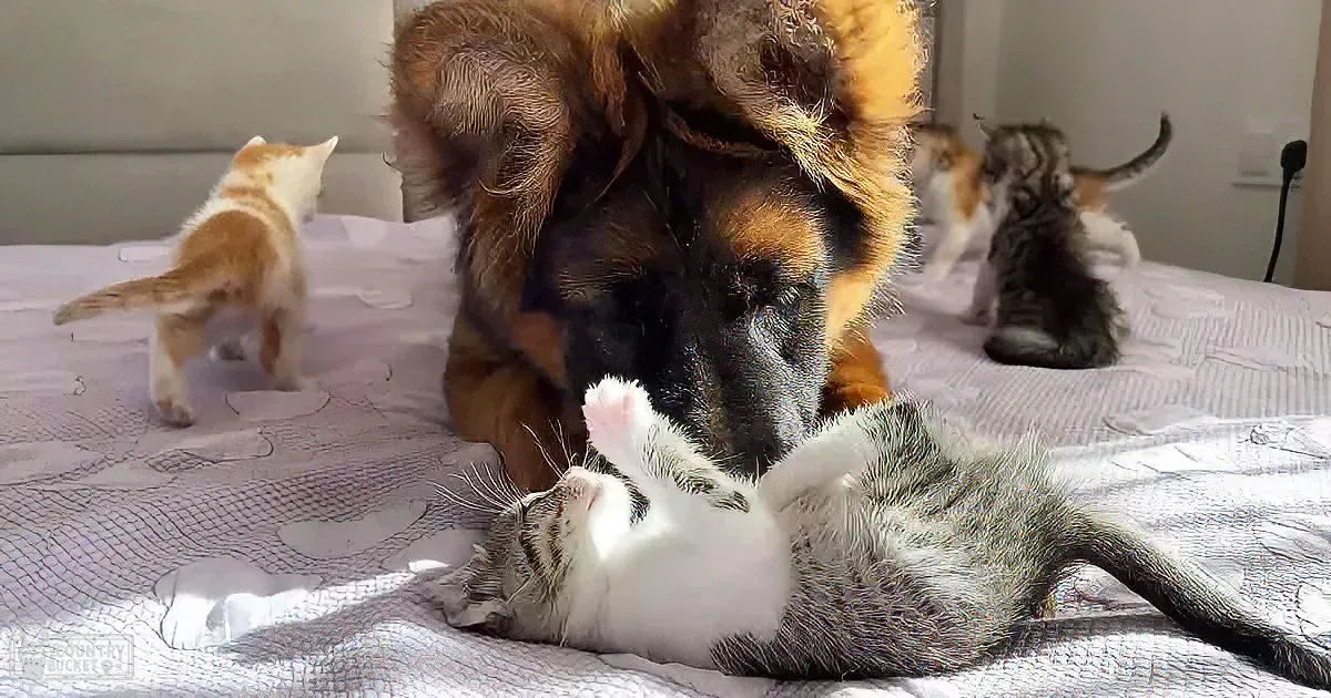 German Shepherd puppy and kittens