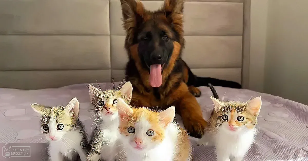German Shepherd puppy and kittens