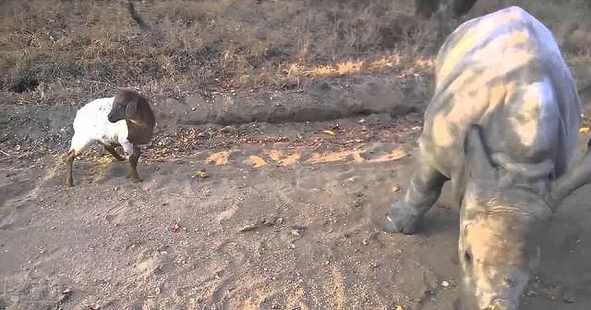 That Dog Has a Very Special Friend. but Wait Till You See Who It Is! Awww!