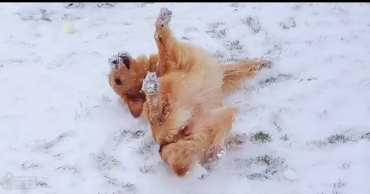 They Find Their Dog Playing in the Snow and the Game He Invents Has Everyone Laughing!