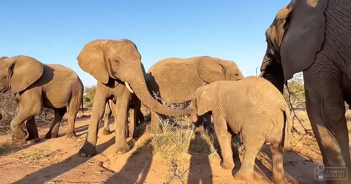 Two African elephants in a savanna with dry grass and clear blue skies.